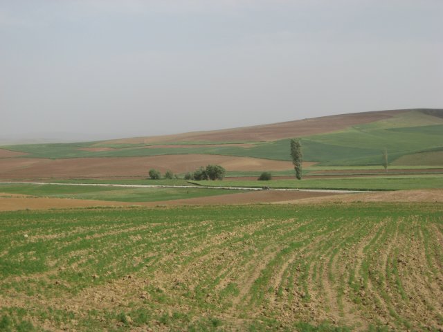 eskkoseler2